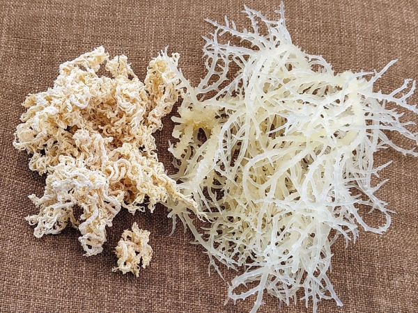 Dried seaweed Cottonii - Nông Sản U&B - Công ty TNHH Xuất Nhập Khẩu Nông Sản U&B
